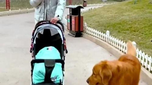 网红金毛小雷,网络红星的魅力与成长之路