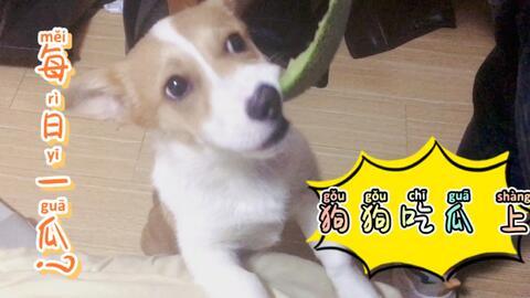 狗狗可以吃白玉瓜不,白玉瓜的益处与食用指南