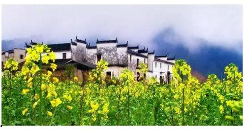 湛江最美网红村庄,探寻湛江最美乡村风光的秘境之旅