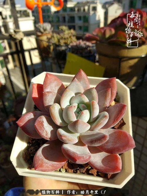明星丸开花